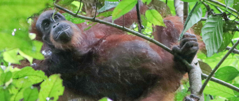 Q And A 市民公開講座オンライン健康フォーラムspecial オランウータン保護と植林活動 ホロニクスグループが取り組むsdgs