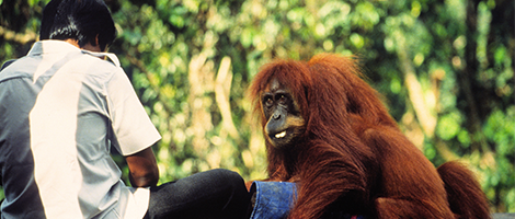 Q And A 市民公開講座オンライン健康フォーラムspecial オランウータン保護と植林活動 ホロニクスグループが取り組むsdgs